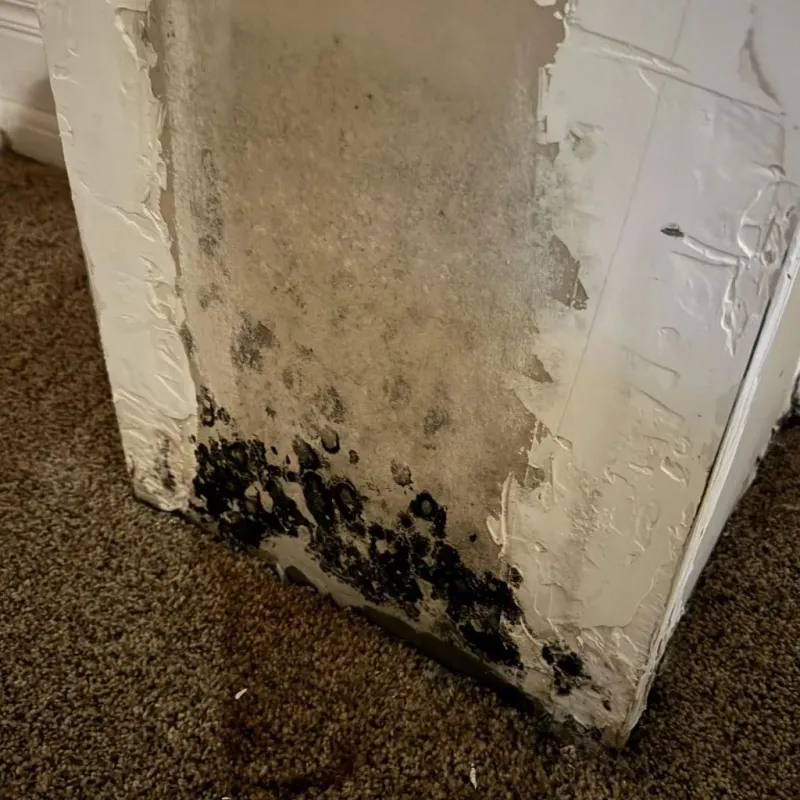 Professional Mold Removal in Laverne, OK